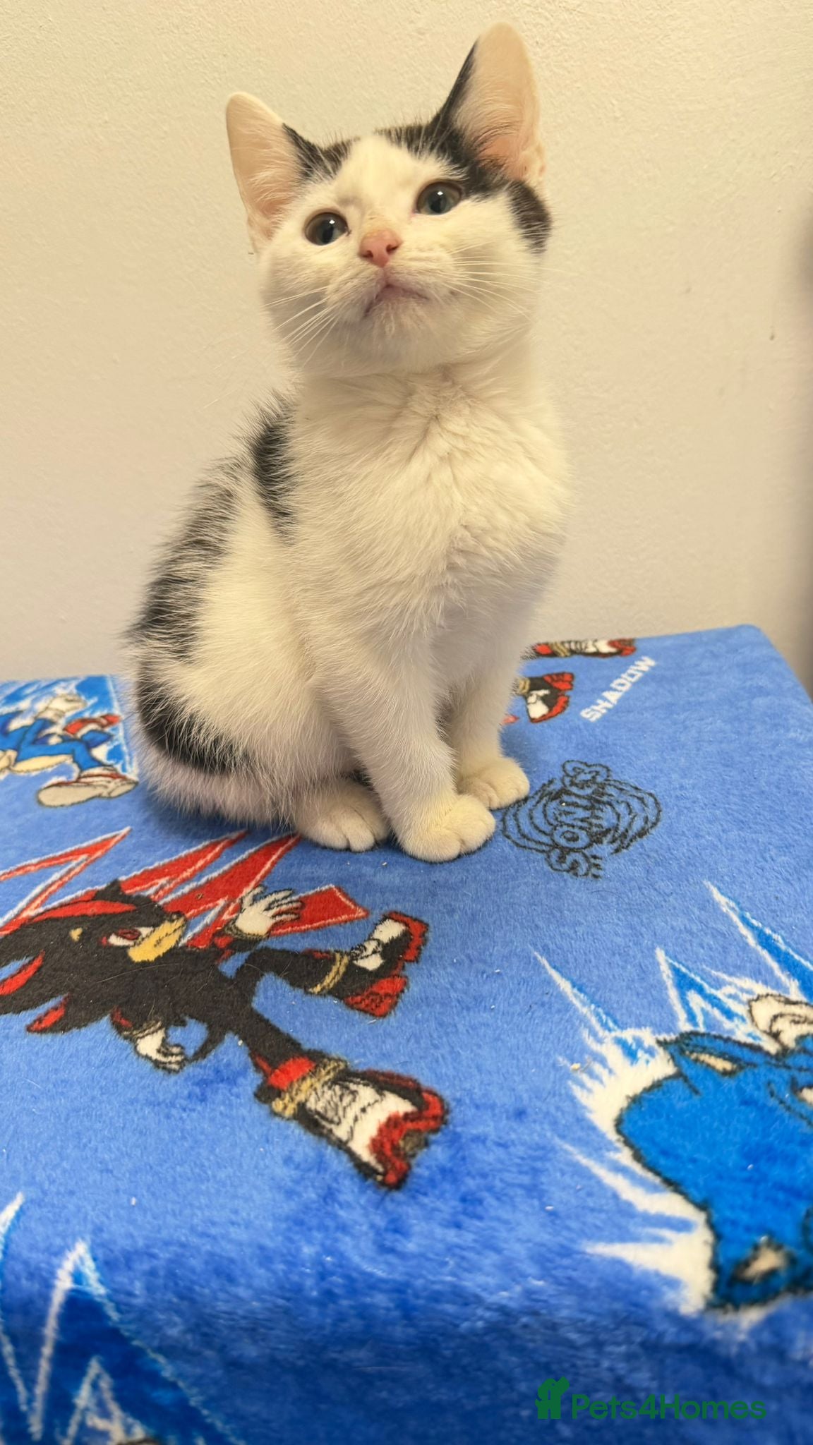 Scottish Fold cats Scottish fold x - Advert 15