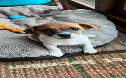 Yorkshire Terrier dogs for sale: Small Jack Russell Terriers - Image 3