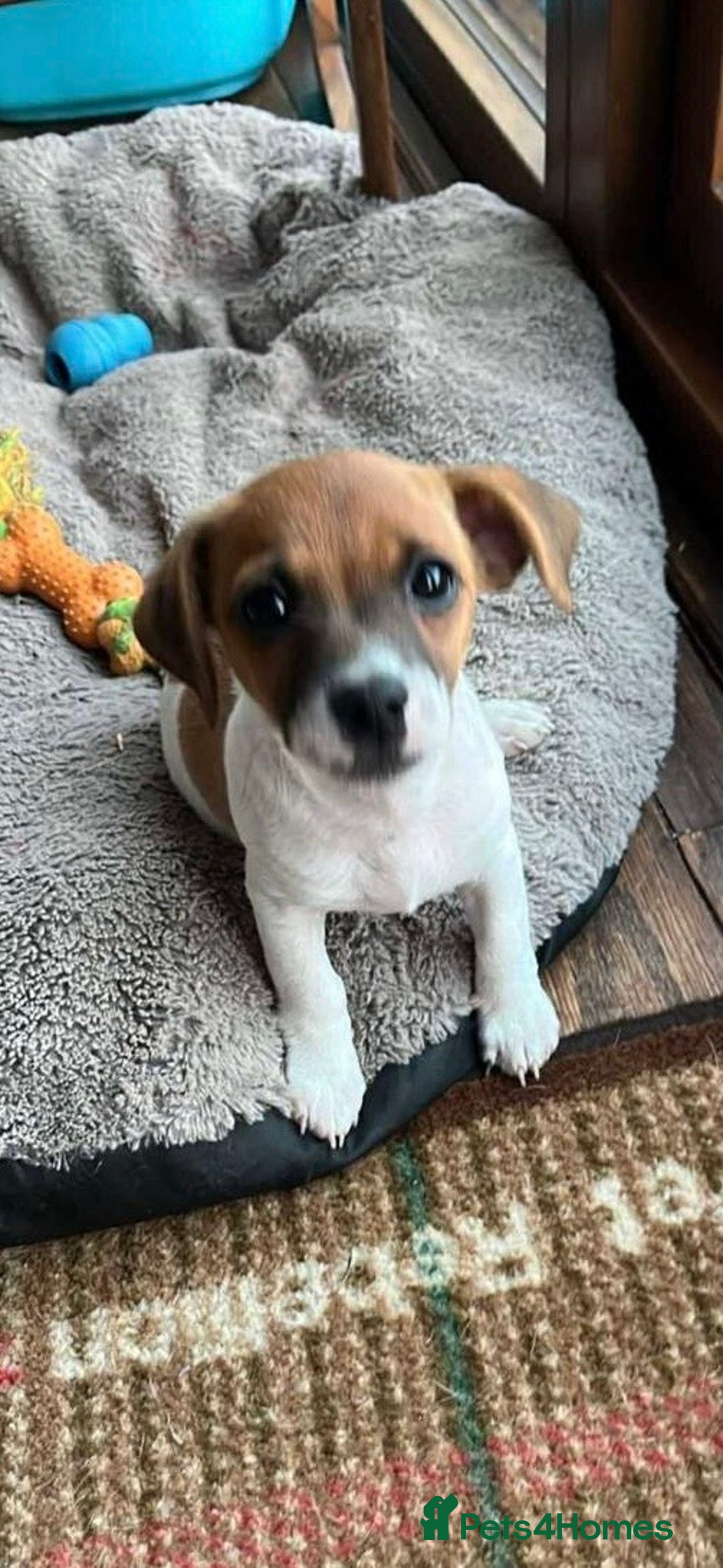 Yorkshire Terrier dogs for sale: Small Jack Russell Terriers - Image 3