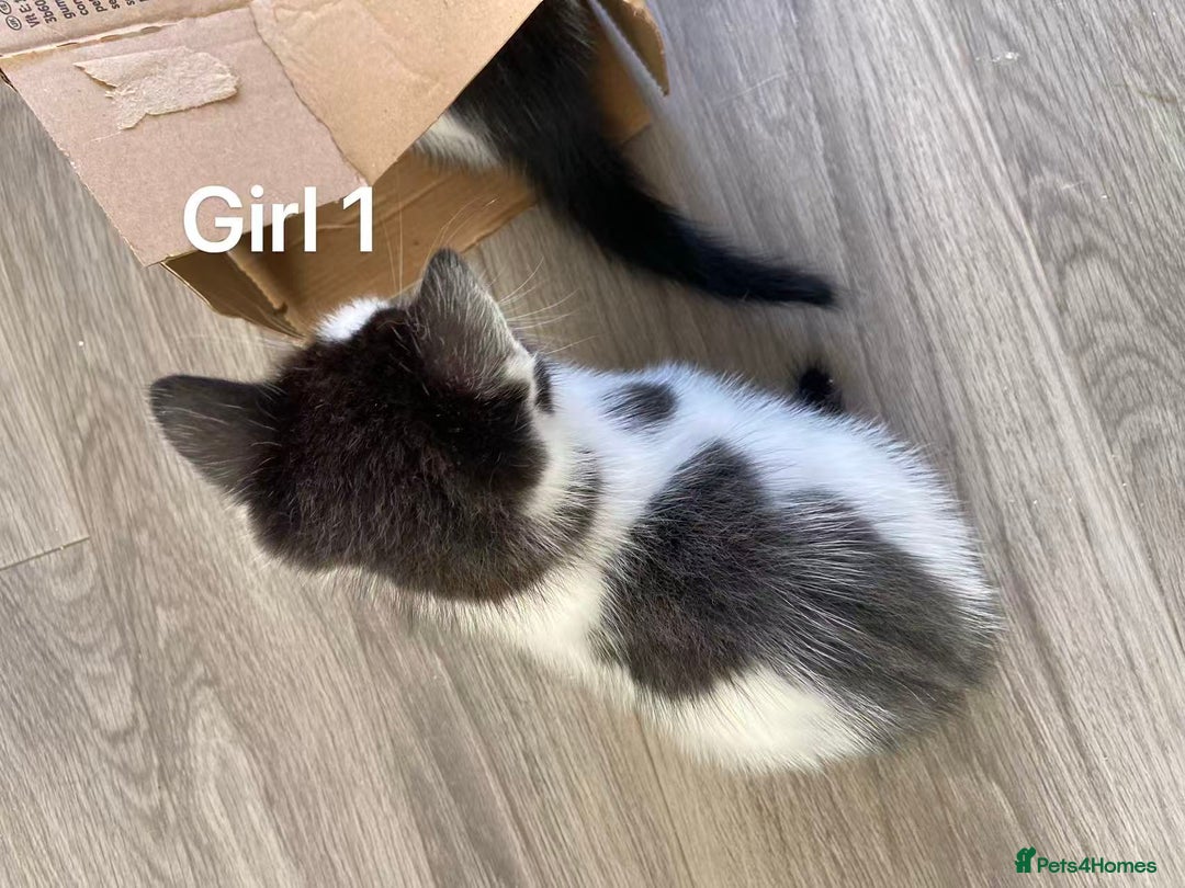 Mixed Breed cats for sale: Cute kittens and mom looking for a good home - Advert 21