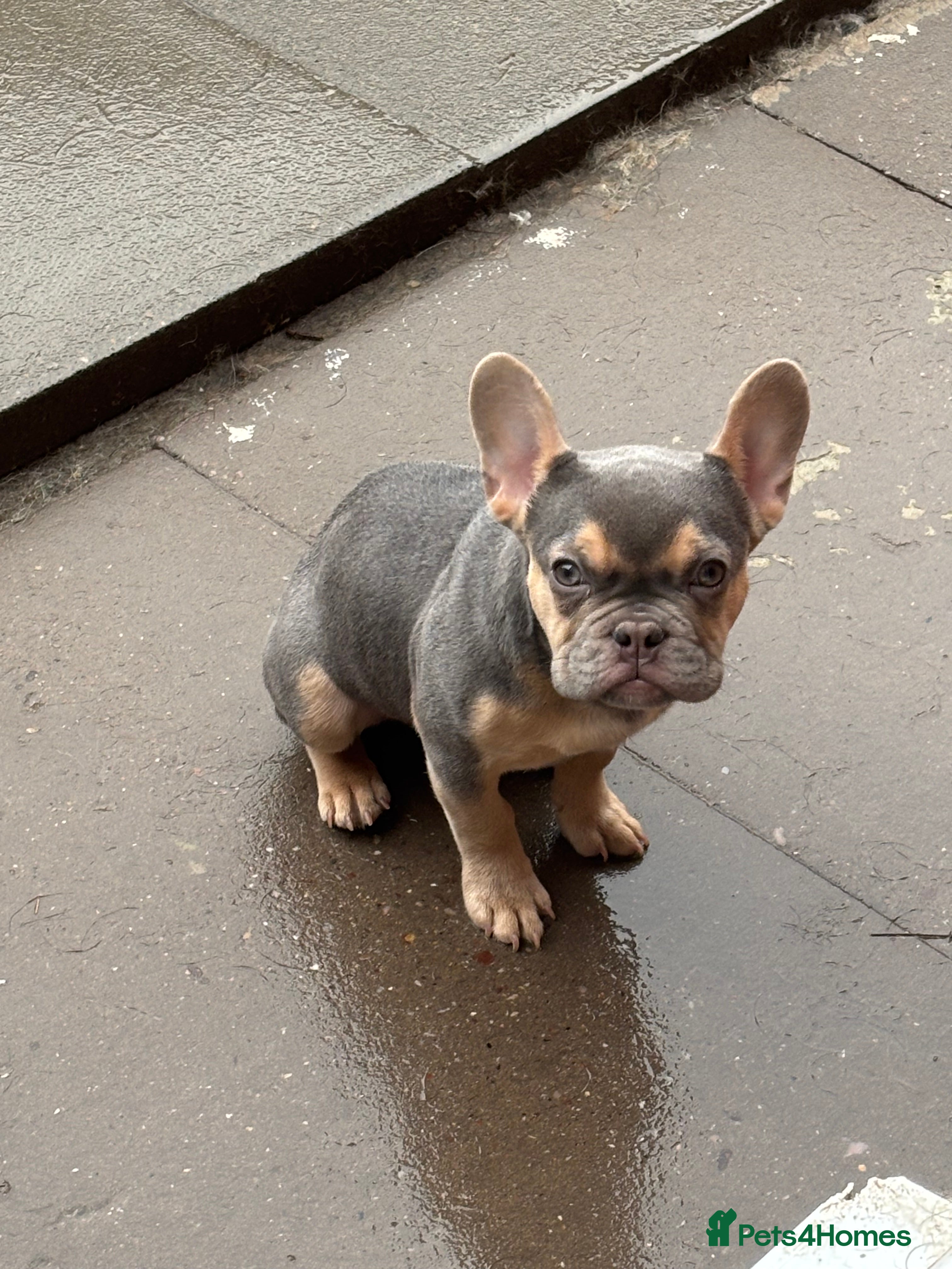 French Bulldog dogs KC lilac tan french bulldog  - Advert 1