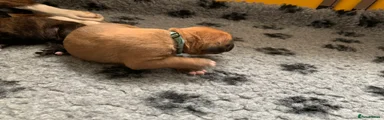 Boxer Puppy 2