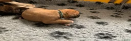 Boxer dogs for sale: Pedigree Boxer Puppies for Sale  in Barnsley - Advert 11