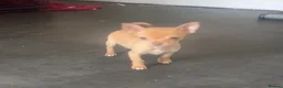 Chihuahua dogs for sale: Last chihuahua puppy REDUCED  - Advert 14