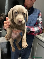 Labrador Retriever dogs Silver Labrador last boy ready this weekend - Advert 3