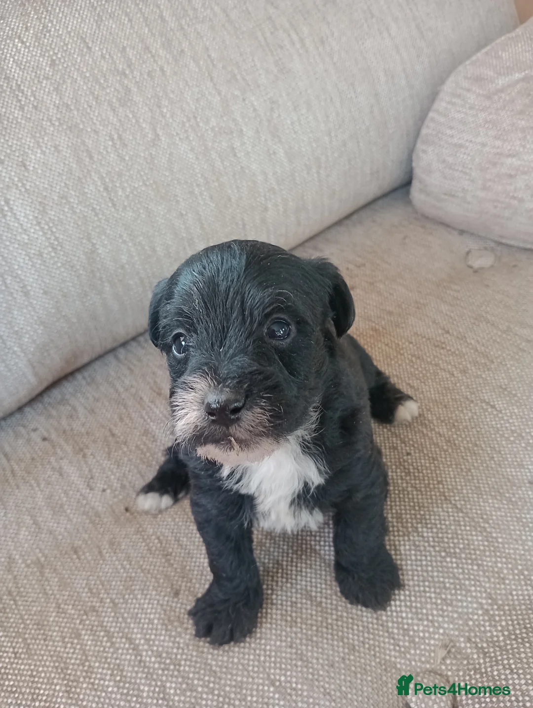 Jackapoo dogs for sale: Adorable Jacapoo,s - Advert 1