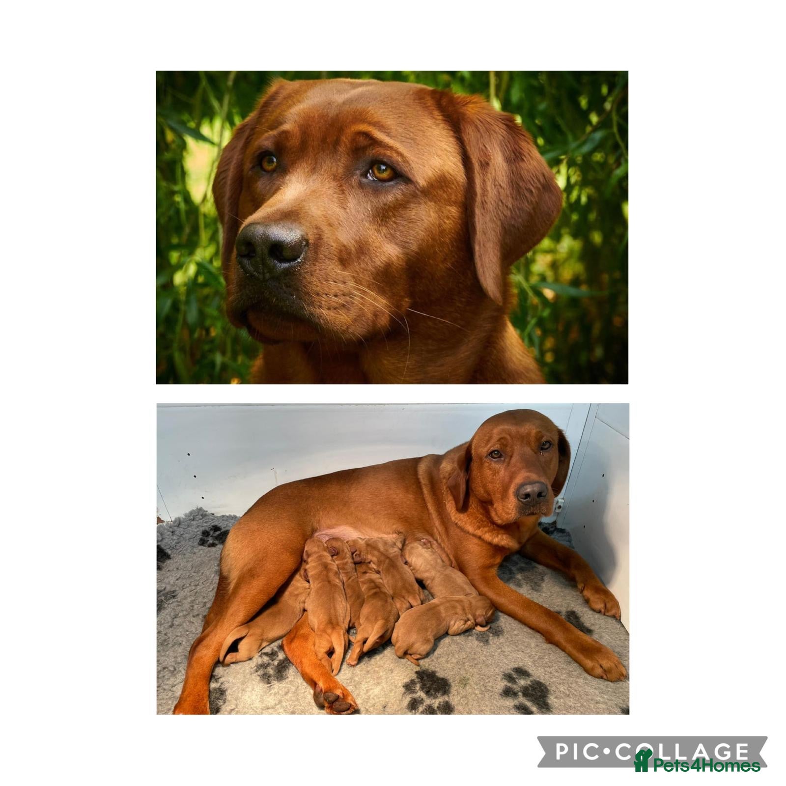 Labrador Retriever dogs Fox Red Labrador Pups For Sale - Advert 7