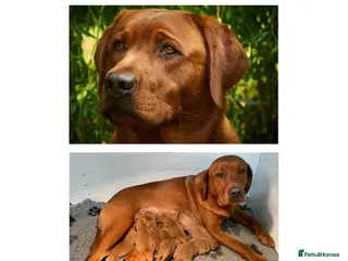 Labrador Retriever dogs Fox Red Labrador Pups For Sale - Advert 7