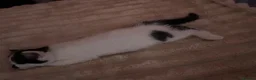 Mixed Breed cats for sale: Babies looking for lifetime homes  in Birmingham - Advert 10