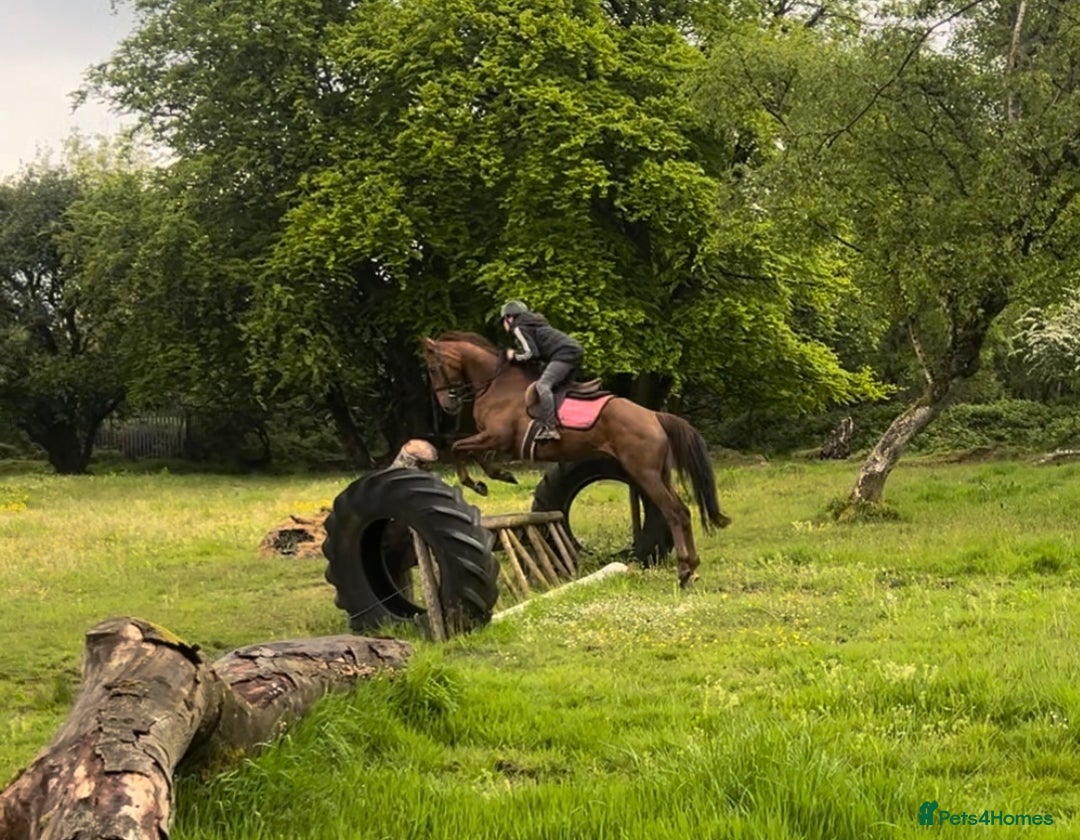 Irish Thoroughbred horses for sale: 6 yr old allrounder, 15.2, Irish mare in Bargoed - Image 21