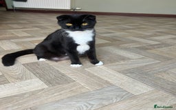 Scottish Fold cats for sale: Scottish Fold Boy - Image 2