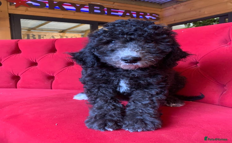 Bernedoodle dogs - Advert 1