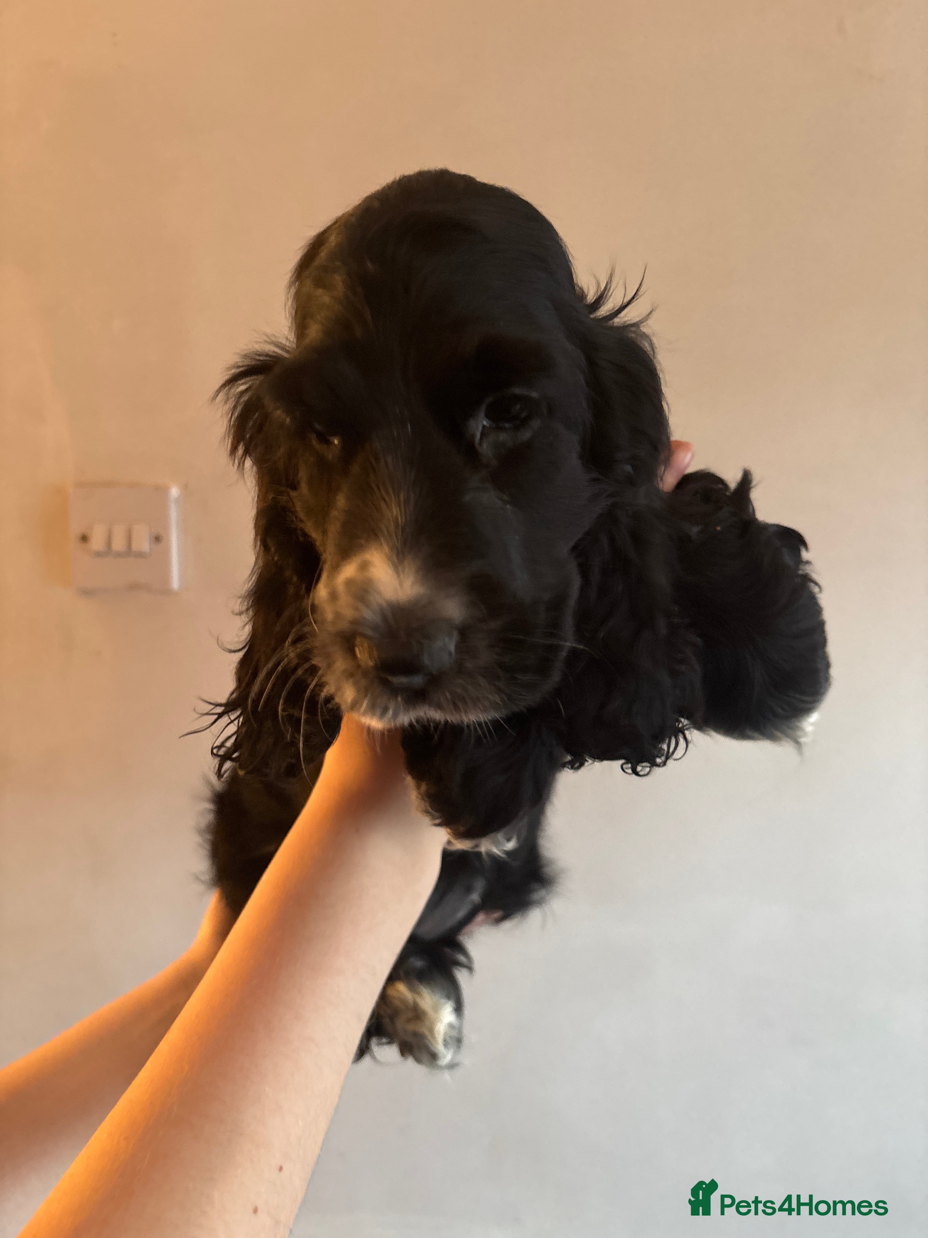 Cocker Spaniel dogs Beautiful black cocker spaniel girl  - Advert 1