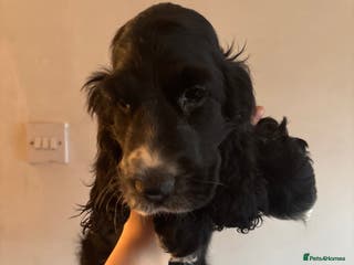 Cocker Spaniel dogs Beautiful black cocker spaniel girl - Advert 12