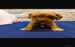 Cavapoo dogs for sale: beautiful cavapoo puppies ready to leave soon❤️ - Advert 10