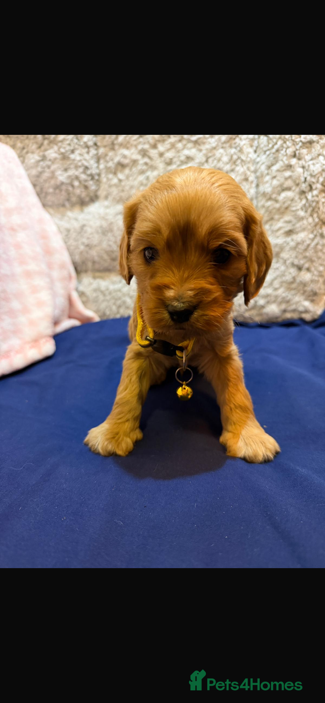 Cavapoo dogs for sale: beautiful cavapoo puppies ready to leave soon❤️ - Advert 10