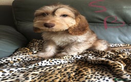 Cockapoo dogs for sale: Fully vac’d Dna health tested clear Cockapoo’s  - Image 17