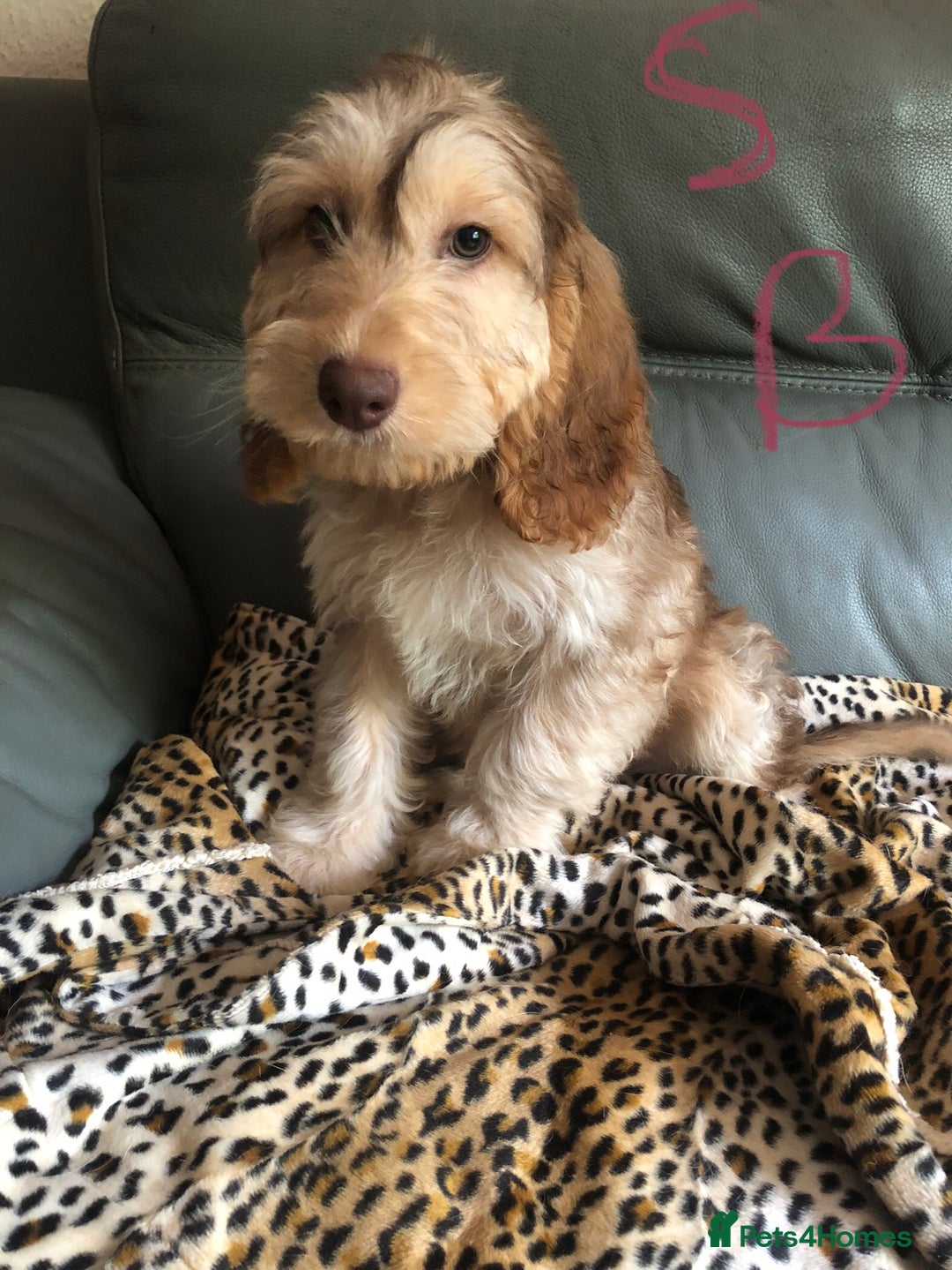 Cockapoo dogs for sale: Fully vac’d Dna health tested clear Cockapoo’s  - Image 17