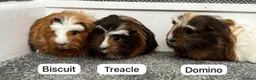 Guinea Pig rodents for sale: Male guinea pigs in Lancaster - Advert 3