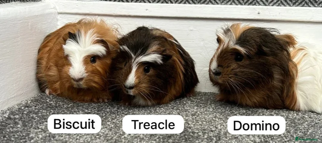 Guinea Pig rodents for sale: Male guinea pigs in Lancaster - Advert 3
