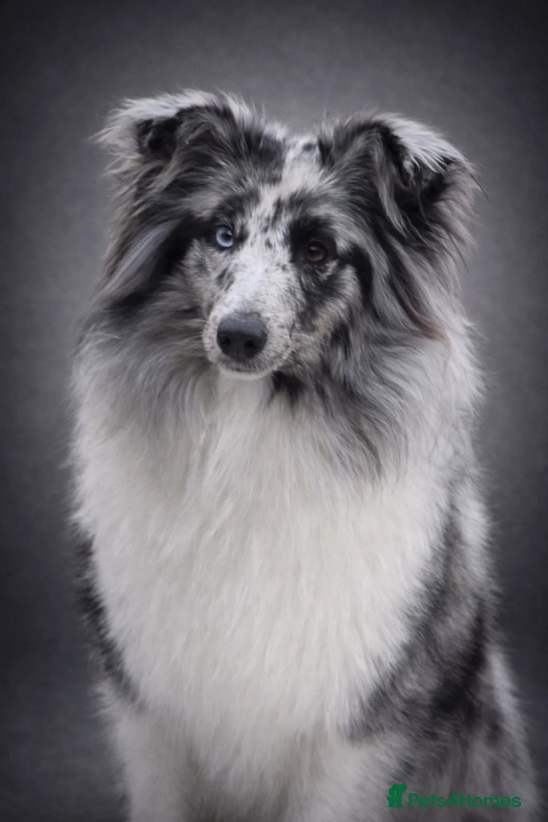 Shetland Sheepdog dogs for sale: Bi-blue/Bi-black puppies - Advert 2
