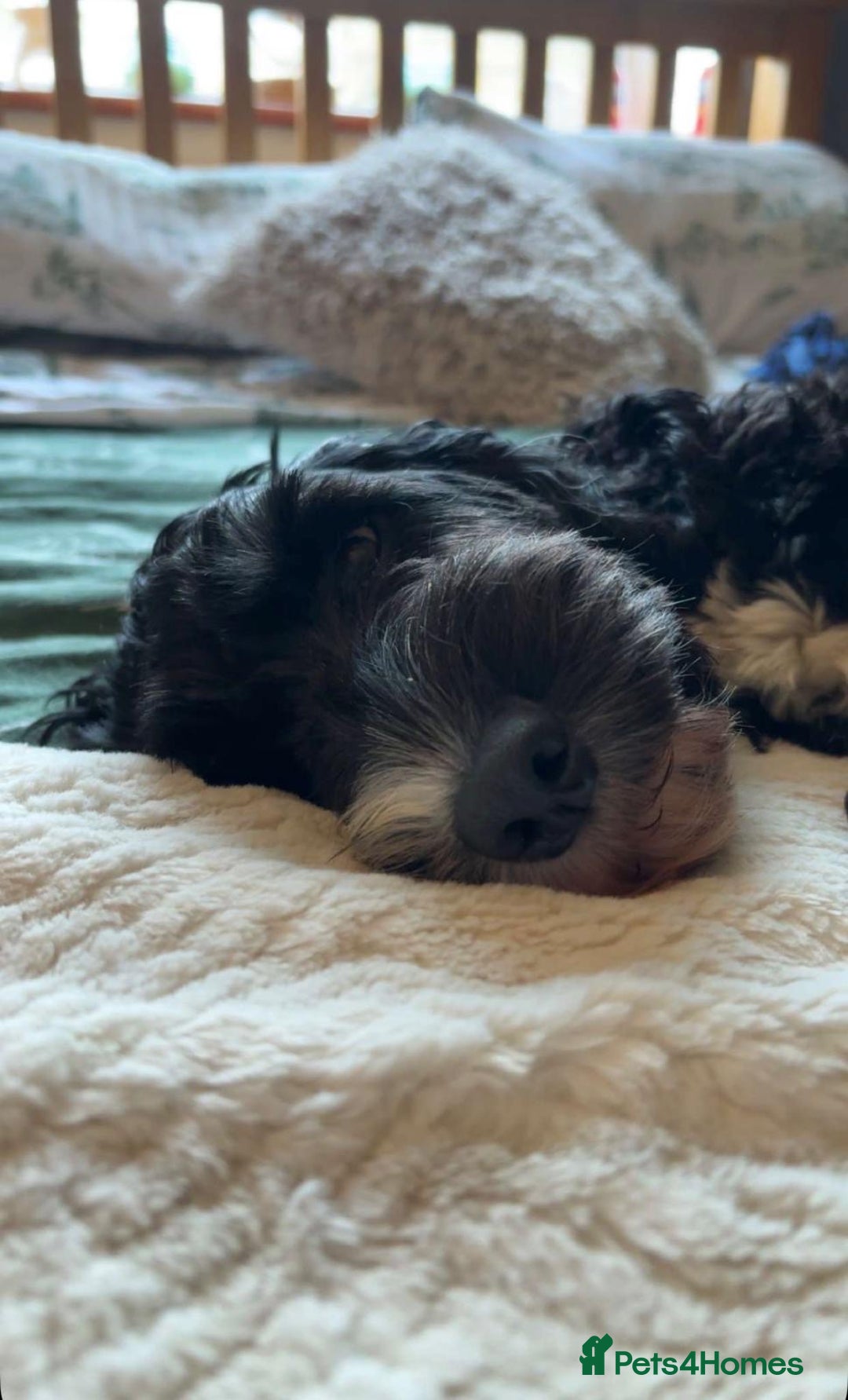 Cockapoo dogs for sale: 🍫🐶1 Female Pup Left-F1b Chocolate Cockapoo🐶🍫  - Advert 3