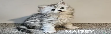 Maine Coon Kitten 3