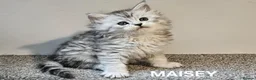 Maine Coon cats for sale: Beautiful Registered Maine Coon kittens  - Advert 24