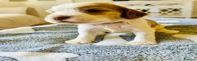 Cocker Spaniel 6