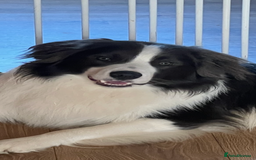 Border Collie dogs for sale: Beautiful border collie puppies available!  - Advert 6
