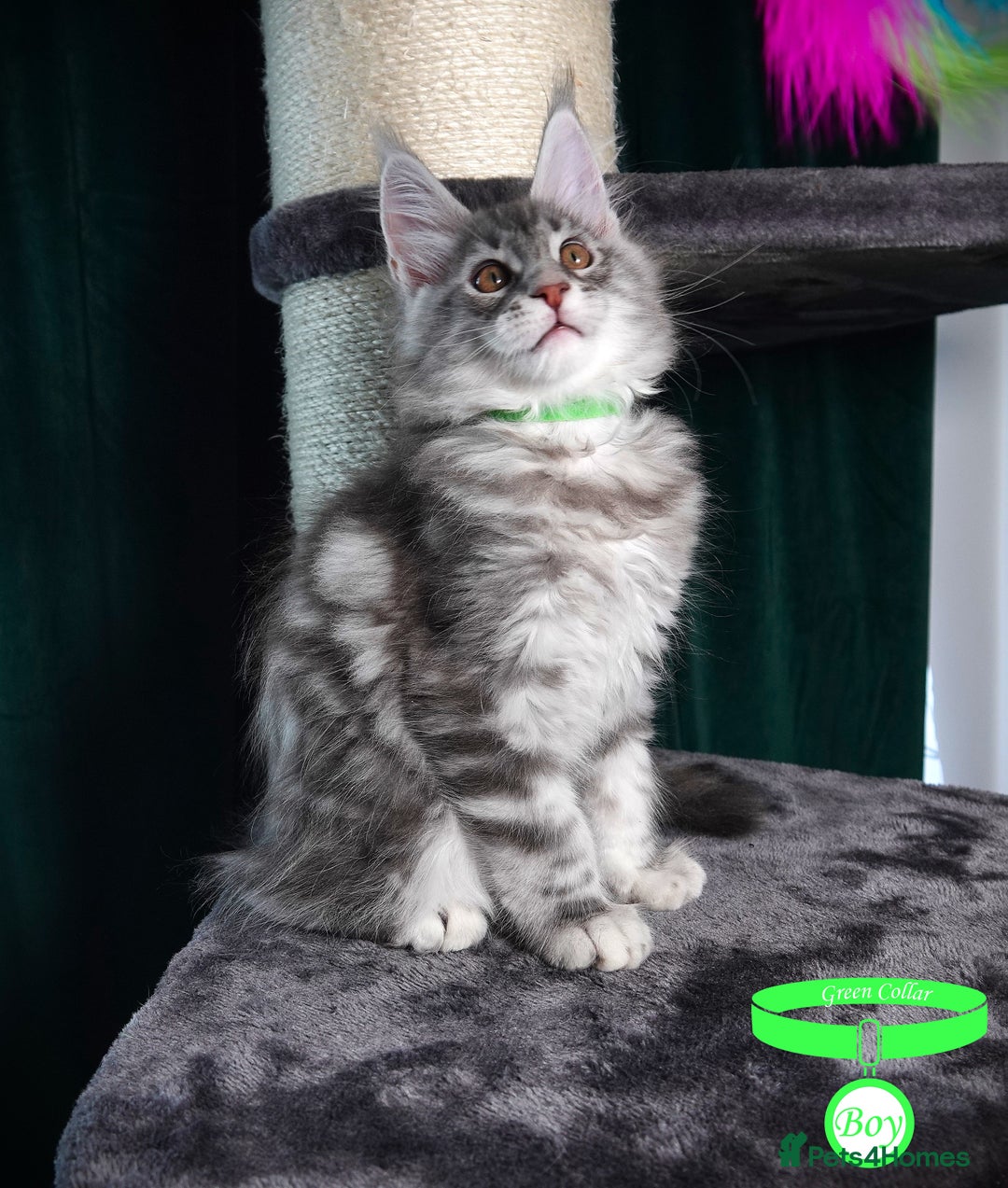 Maine Coon cats for sale: STUNNING XL PEDIGREE MAINE COON KITTENS - Image 9