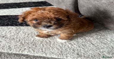 Maltipoo dogs - Advert 2