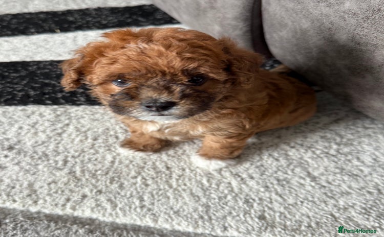 Maltipoo dogs - Advert 4