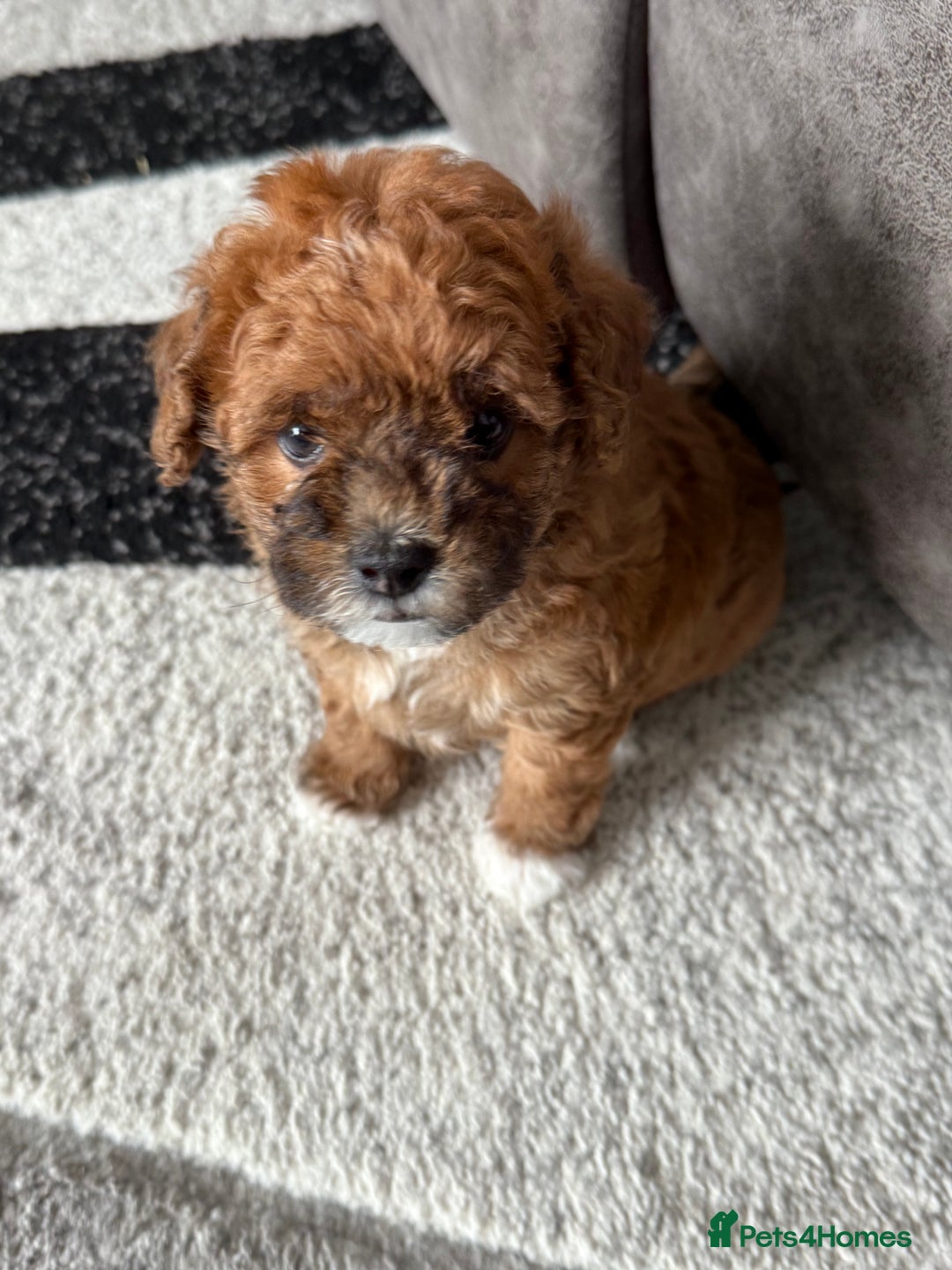 Maltipoo dogs for sale: Outstanding Malshipoo puppies - Image 3