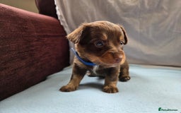 Mixed Breed dogs for sale: Beautiful Jack Russell x Chihuahua Puppies  - Image 16