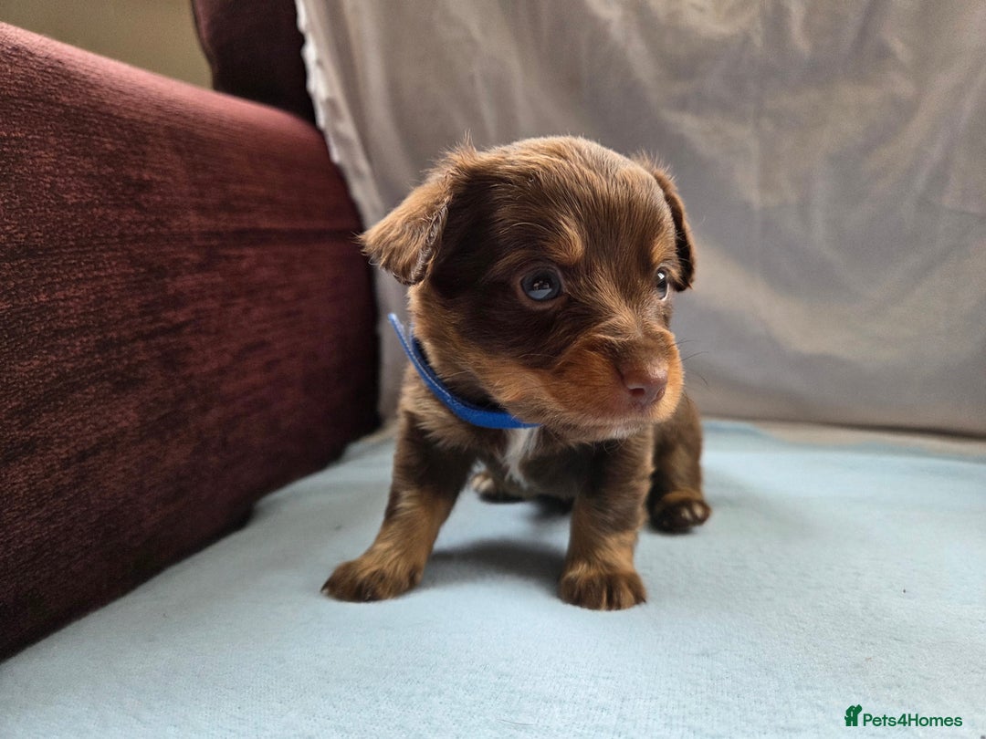 Mixed Breed dogs for sale: Beautiful Jack Russell x Chihuahua Puppies  - Image 16