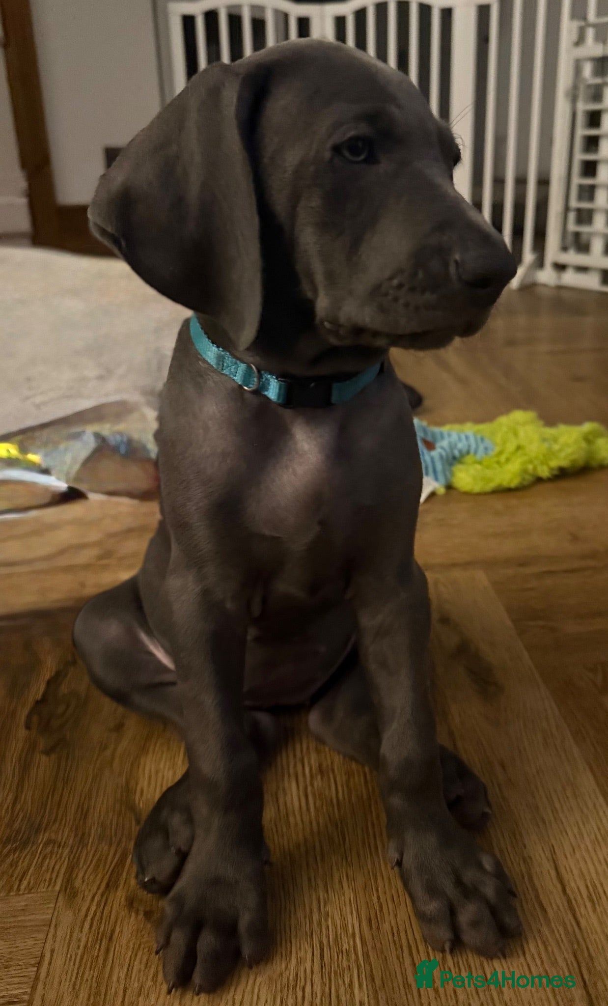 Weimaraner dogs KC Reg Weimaraner Puppies Silver & Blue - Advert 2