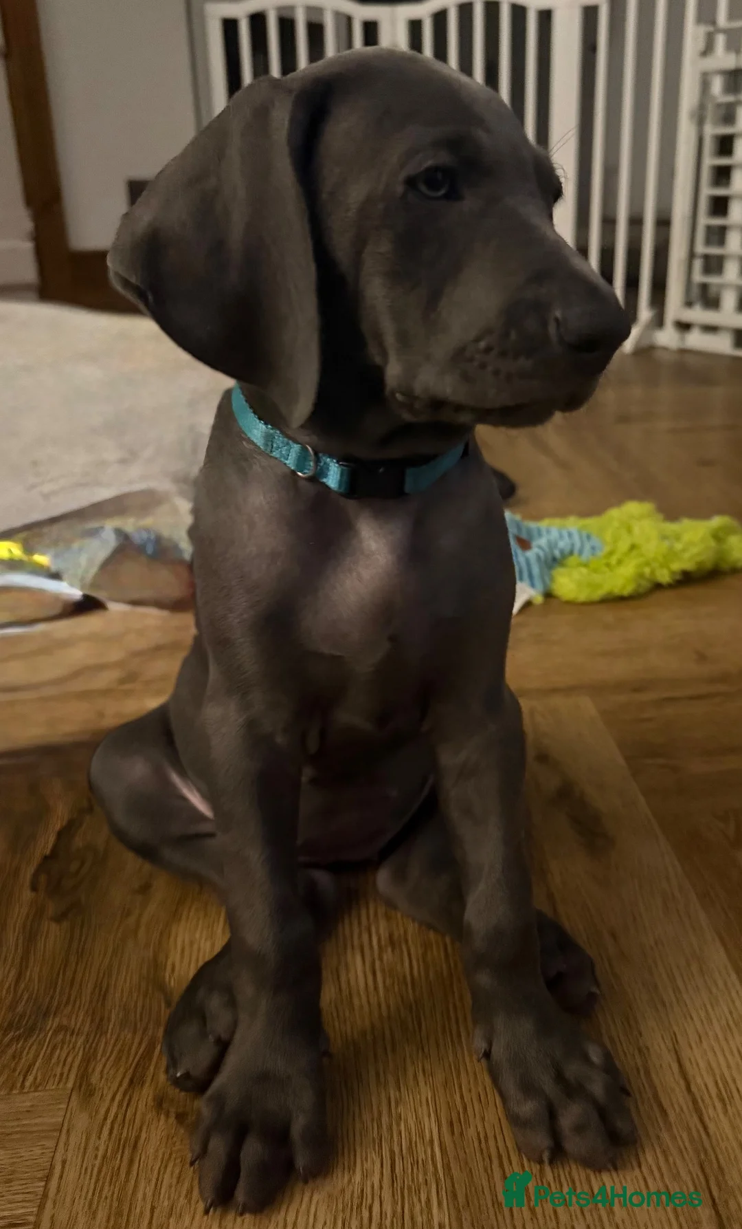 Weimaraner dogs for sale: KC Reg Weimaraner Puppies Silver & Blue - Advert 2