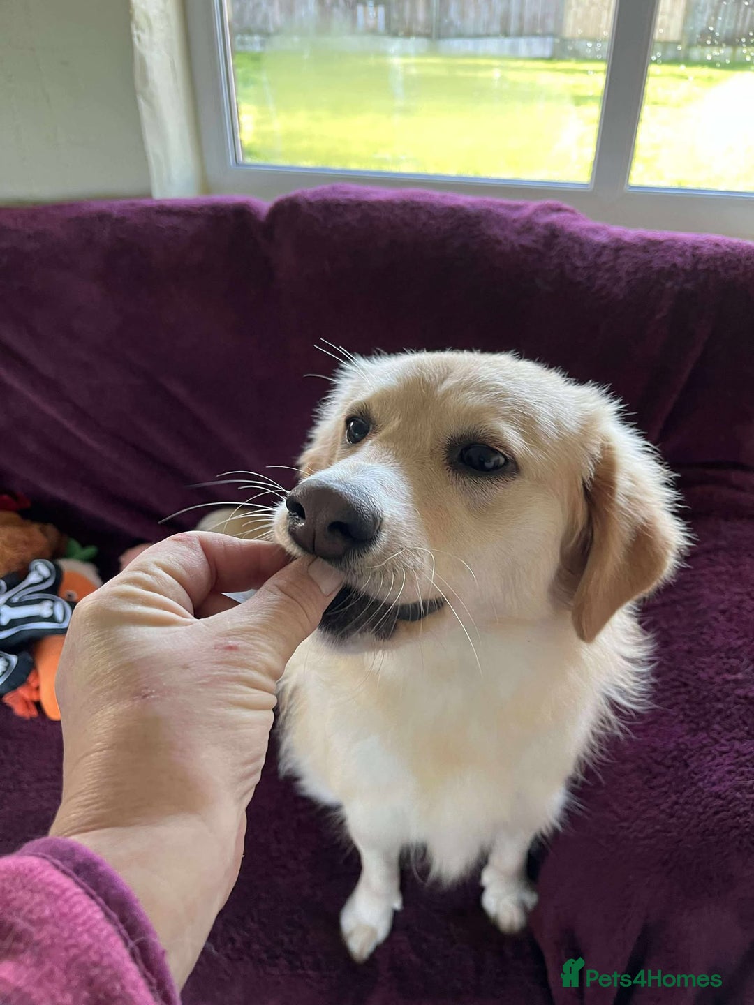 Mixed Breed dogs for adoption: PERDY - Advert 2