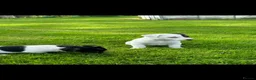 Jack Russell dogs for sale: jackrussell in Aberystwyth - Advert 5