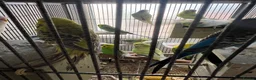 Mixed Breed birds for sale: budgies - Advert 5