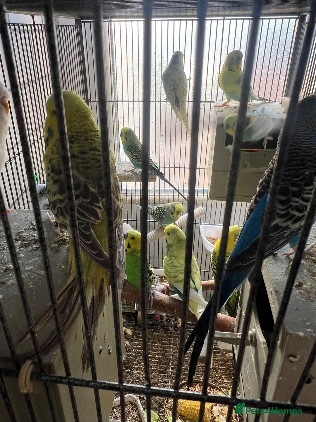 Mixed Breed birds for sale: budgies - Advert 5