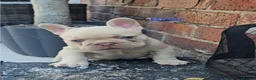 French Bulldog dogs for sale: ⭐️KC Reg⭐️Isabella & tan/liliac fawn ❤️ 🐾 - Advert 9