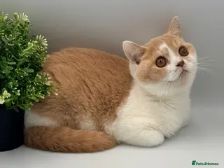 British Shorthair cats 2 lovely boys - READY NOW - Full Pedigree BSH - Advert 2