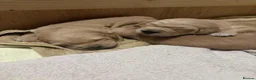 Golden Retriever dogs for sale: Beautiful Golden Retriever Puppies - Advert 3