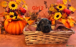 Miniature Schnauzer dogs for sale: 5th generation pedigree miniature schnauzer  - Image 3