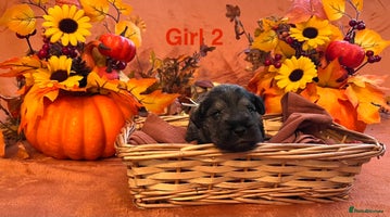 Miniature Schnauzer dogs - Advert 3