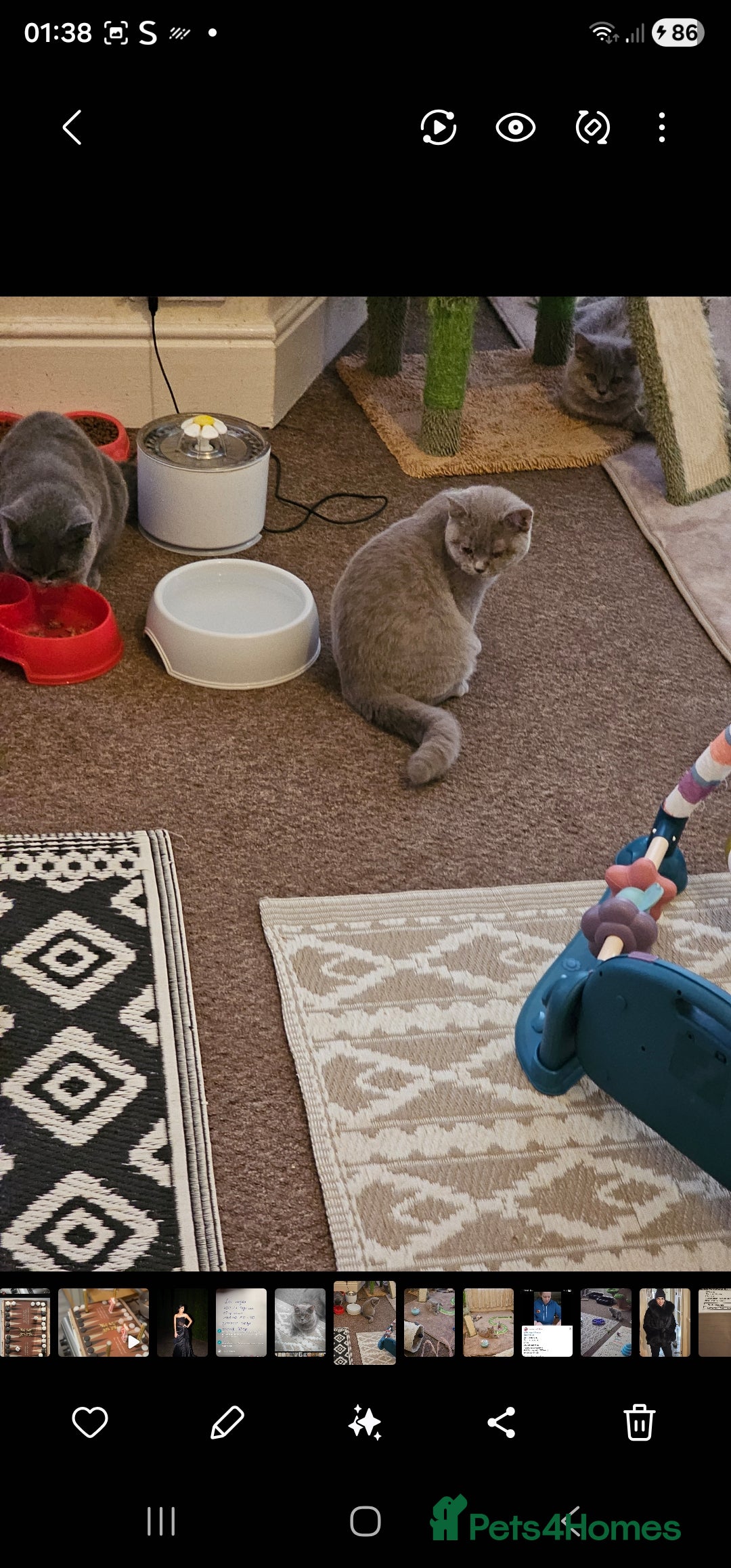 British Shorthair cats for sale: British shorthair and longhair  - Advert 10