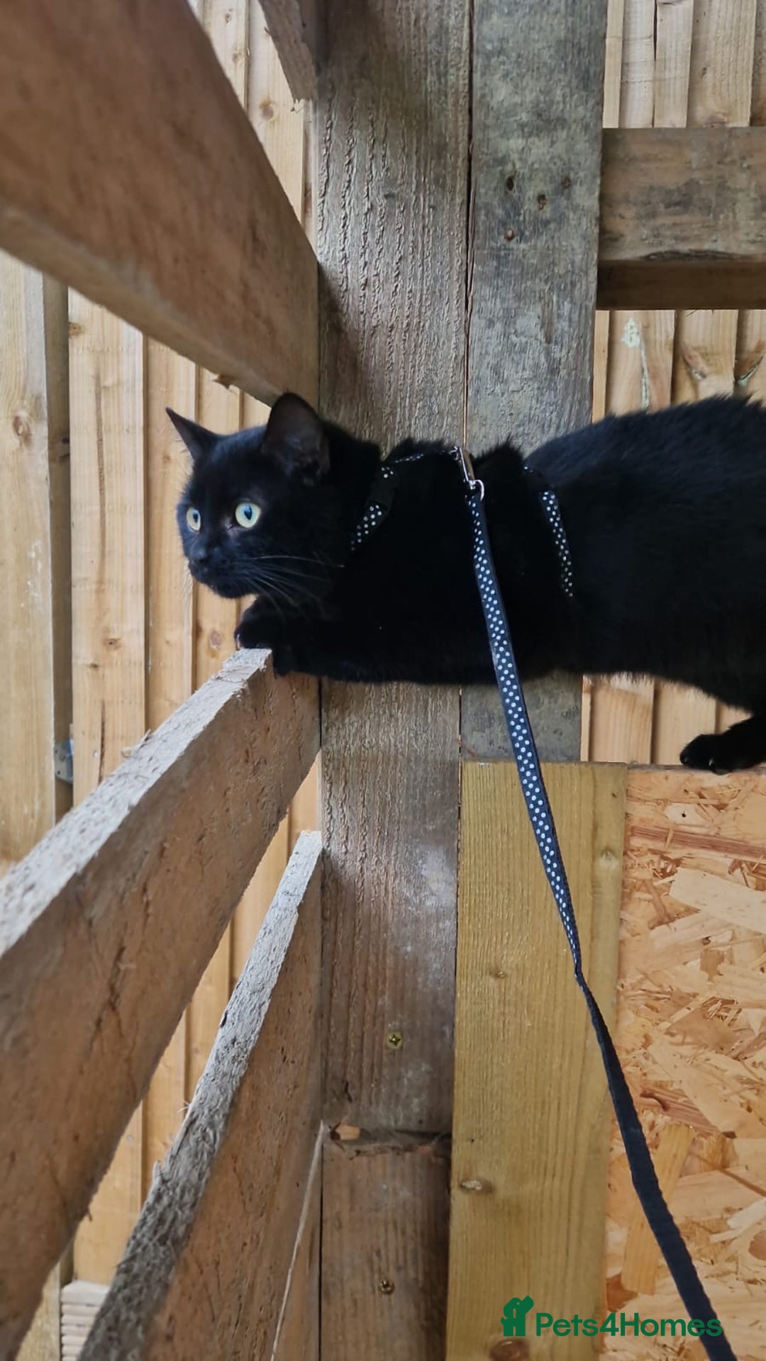 Domestic Shorthair cats for sale: Sonic & Melody (including kitten bundle) - Advert 4