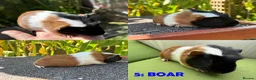 Guinea Pig rodents for sale: Guinea Pigs - Ready Now - Advert 10